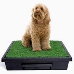 Indoor Lawn Pet Potty Systems